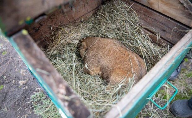 Прогноз Тимка IV: харківський бабак навіщував весну через шість тижнів