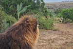 Леви, яких врятували із Ясногородки, повернулися в Південну Африку