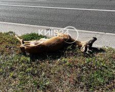 У Києві на проспекті було збито косулю — винуватець втік, залишивши тварину помирати