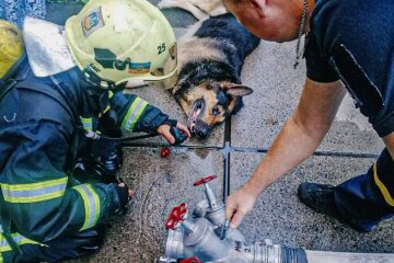 В Оболонському районі столиці ДСНС врятували песика із палаючої квартири
