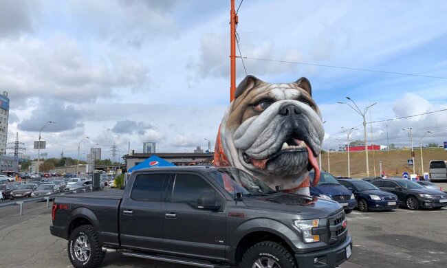 Біля метро “Почайна” оселився великий бульдог