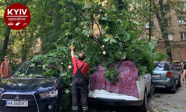 Пошкодило 4 автівки: в центрі Києва впало дерево (фото)