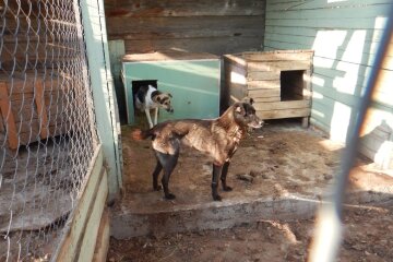 На Київщині у притулку знущалися з тварин