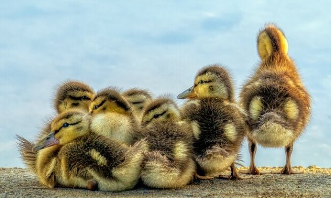 У Києві водій навмисно задавив двох каченят (відео)