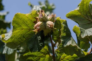 На Київщині засадили фундуком півдесятка гектарів