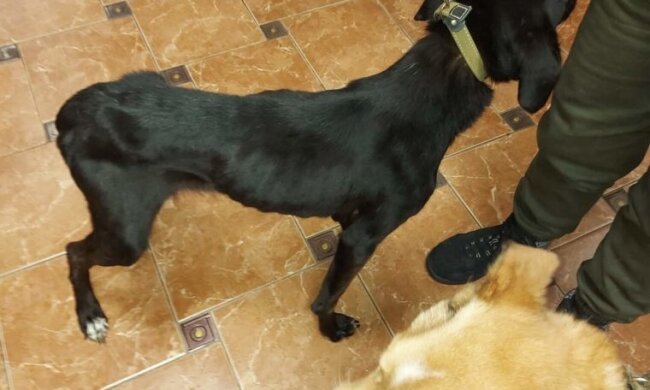 Під Києвом зоозахисники врятували близько сотні заморених голодом собак: їх утримували у псевдо-притулку “Лора”