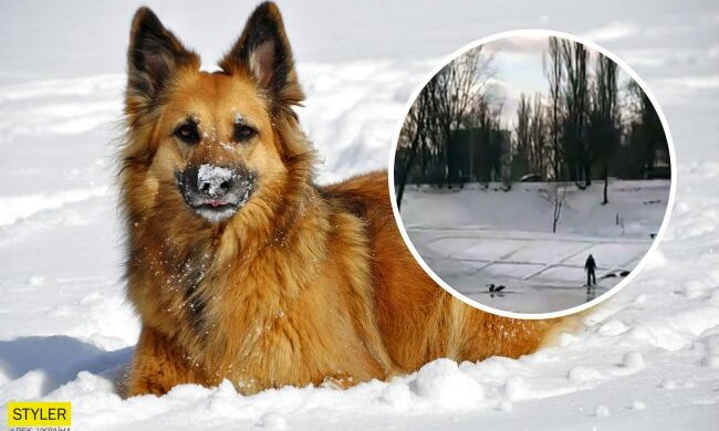 У Києві собака врятувала дитину, яка провалилася під лід (відео)