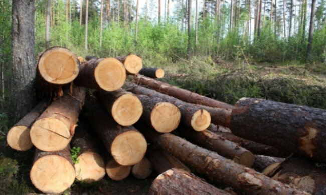 Внаслідок незаконних рубок із ДП стягнуть понад ₴215 000 - прокуратура