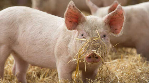 На Київщині зафіксовано спалах африканської чуми свиней
