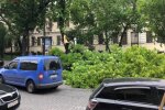 Сильний вітер валить дерева в Києві: падають біля домівок та на дороги (відео, фото)