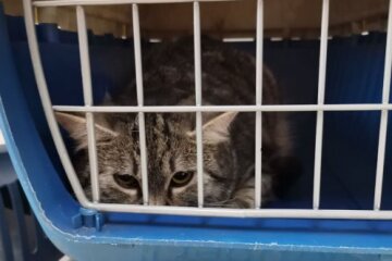 У Дарницькому районі чоловіка покусала кішка, яка виявилась хворою на сказ