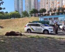В Києві через ДТП загинув лось, який кілька років жив у Голосієво (відео)