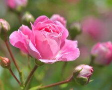 У найбільшому розарію України, ботанічному саду імені Гришка, почалася друга хвиля цвітіння троянд.