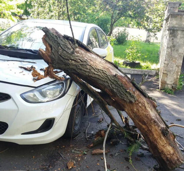 На Теремках аварійне дерево впало на припарковане таксі (фото)