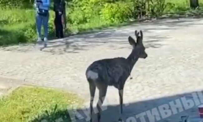 Біля станції київського метро бродило оленятко (відео)