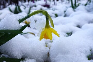 Квітень з морозами та снігом: в Києві знов похолодає