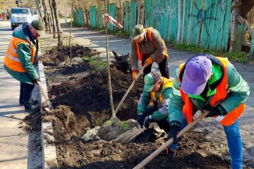 Липи замість пилу: нове озеленення Солом’янки