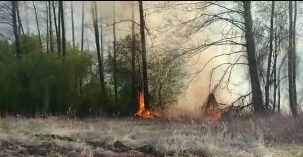 На Київщині знов підпалили траву: палія схопили на гарячому (відео)