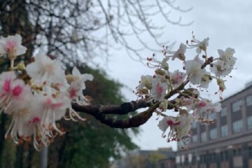 У Києві в жовтні знов зацвіли каштани (фото)