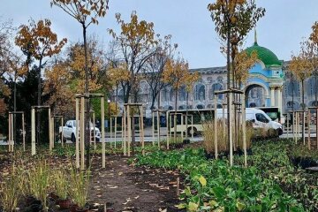 На Контрактовій площі завершили оновлення зеленої зони