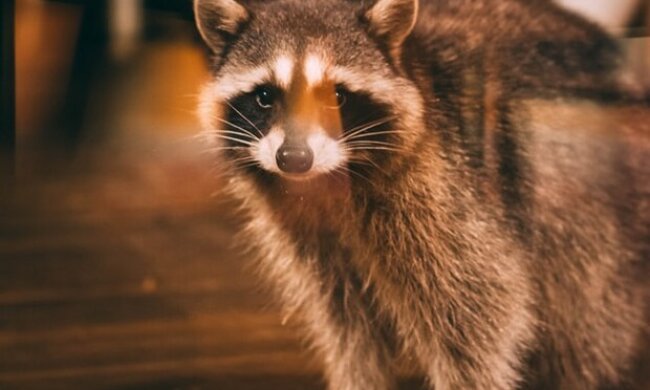 У Києві відкрилося кафе з живим єнотом