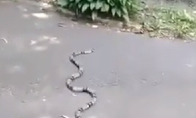 До Міністерства освіти та науки в центрі Києва заповзла екзотична змія (відео)