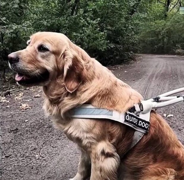 Знайшовся собака-поводир, який зник на Київщині у перший день повномасштабного вторгнення