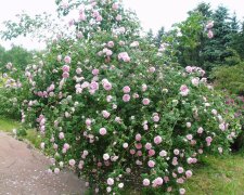 У ботсаду Києва квітнуть рідкісні троянди і рододендрони