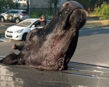 У Києві розбили припарковане авто, залишивши господареві “подарунок”