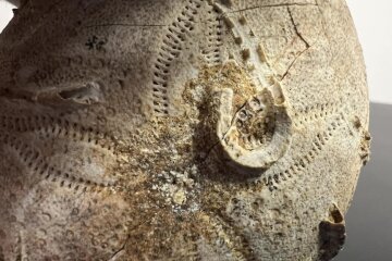 Столичні митники знайшли в посилці панцир морського їжака — цікаво те, що його вік приблизно 161-165 млн років