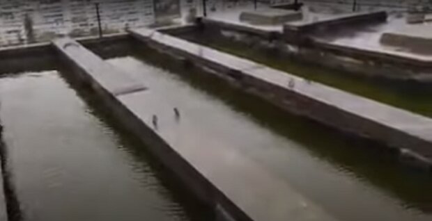 У Києві після зливи дах багатоповерхівки перетворився на басейн, вода стікає в квартири (відео)