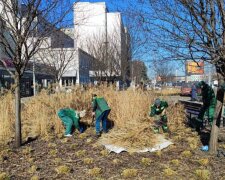 Зачіска для газонів: у київських парках оновлюють декоративні трави