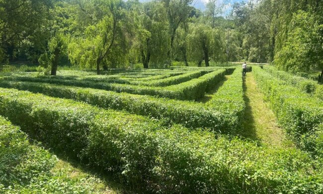 В Голосіївському парку створили “живий” лабіринт