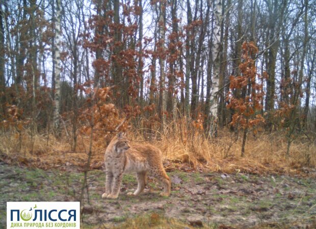 У Чорнобильській зоні зафіксували рідкісну тварину