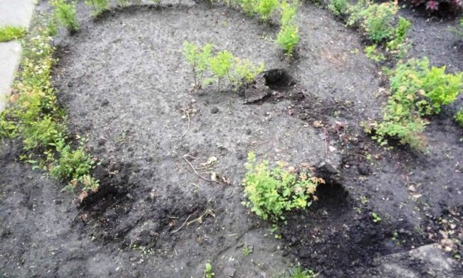 В парках Києва крадуть квіти та знищують клумби: комунальники просять допомоги (фото)