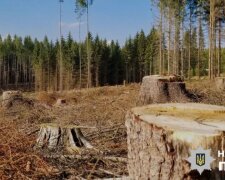 Посадовець КП планував заробіток на фіктивній вирубці радіаційного лісу з Чорнобильської зони