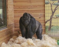 Старої горили Тоні з Київського зоопарку зробили операцію