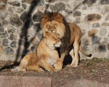 Леви будуть полювати у Київському зоопарку