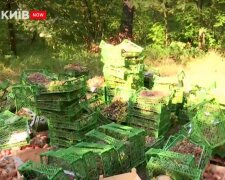 У київському парку викинули ящики з фруктами: страшний сморід і повно комах