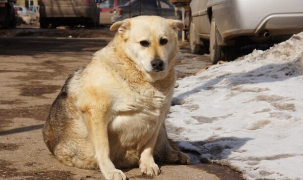 Отруєння собак в Києві у Гідропарку: у ветлікарні помер другий пес