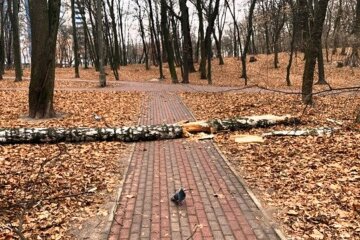 У Києві негода пошкодила більше сотні дерев