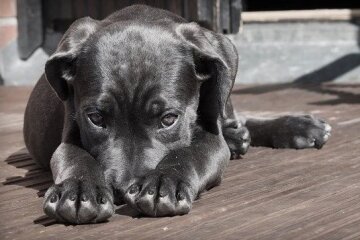У двох районах Києва оголошено карантин через сказ