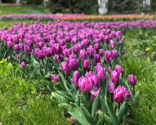 Море квітів: виставку тюльпанів на Співочому полі показали з висоти (відео)
