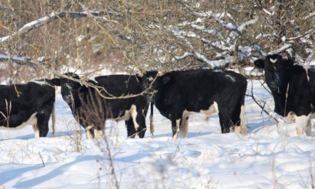 Дикі та вільні: як легендарне стадо корів виживає у Чорнобильських снігах
