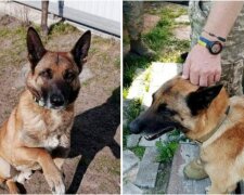 Повідомлено про підозру киянину, який у Подільському районі застрелив собаку сусідки