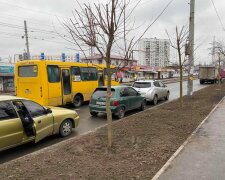 Вулиці Києва прикрашають сріблястими кленами та кущами самшиту