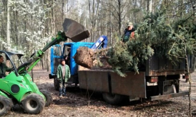 Можуть жити сотні років: в парку Совки висадили крупномірні ялини