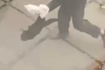 Активісти та небайдужі кияни розшукують котика на Березняках, який став жертвою неадеквата