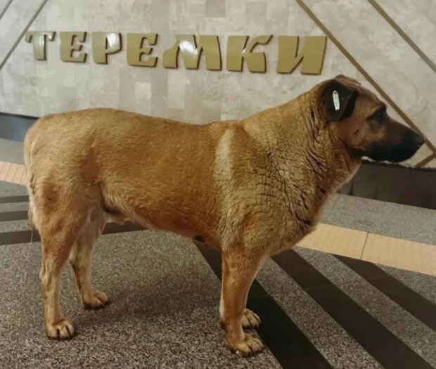 На Теремках відомого талісмана метрополітену, пса Мішу, не пустили в метро та хотіли отруїти