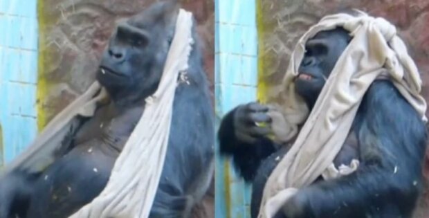 «Знищено єдину допомогу від Німеччини». Горила Тоні з Київського зоопарку розірвав плед, який йому подарували (відео)